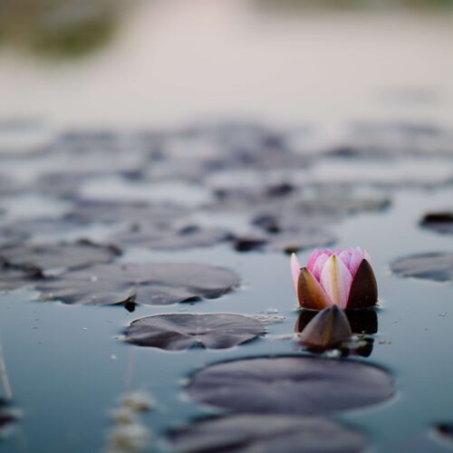 Lotus in a pond